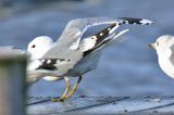 20200219_Stormmeeuw_Hoornse Plas_05